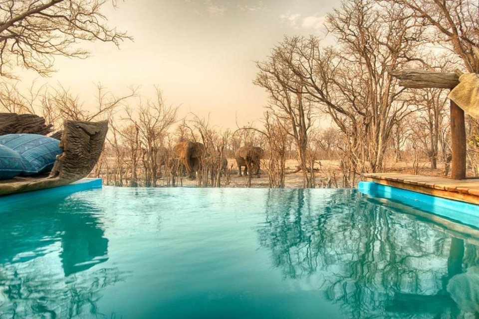 Lodge pool and elephants