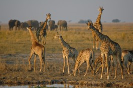 Chobe giraffe 