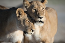 Savuti lions 