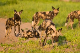 Savuti wild dogs 