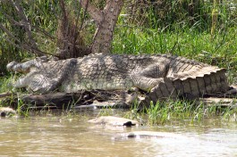 Nile crocodile at Lake Chamo 