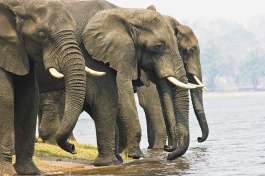 Chobe elephants, Budget African Safari  by Njambi Ndiba