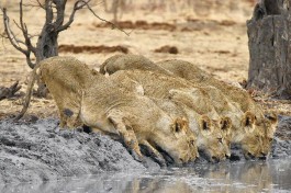 Botswana Safari lions 