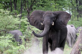 Elephant safari in Botswana 