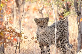 Zimbabwe Safari - Hwange cheetah 