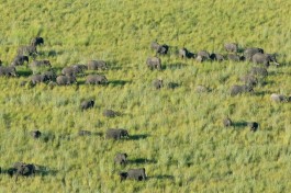 Botswana Safari elephant herds 