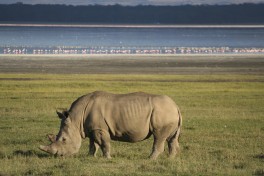 Kenya Safari, Lake Nakuru rhino  by Rob & Dani
