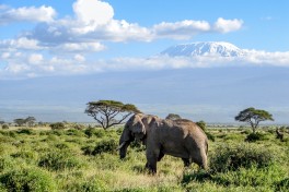 Amboseli, Budget Kenya Safari 