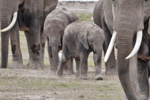 Amboseli elephants, Kenya Safari by Regina Hart