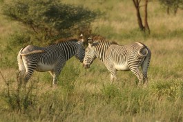 Grevys zebra, Kenya Safari 