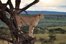 Budget Kenya Safari, Cheetah 