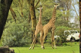 Naivasha safari lodge grounds 