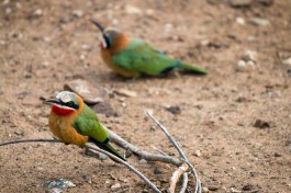 Bee-eaters  by Ryan Kilpatrick