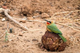Budget Kruger Safari birdlife  by Ryan Kilpatrick