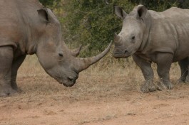 Tshukudu Big 5 Safari - rhinos  by Paul Williams