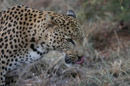 Tshukudu Big 5 Safari - leopard  by Paul Williams