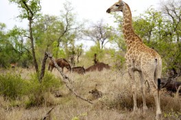 Budget Kruger Safari game  by Martijn.Munneke
