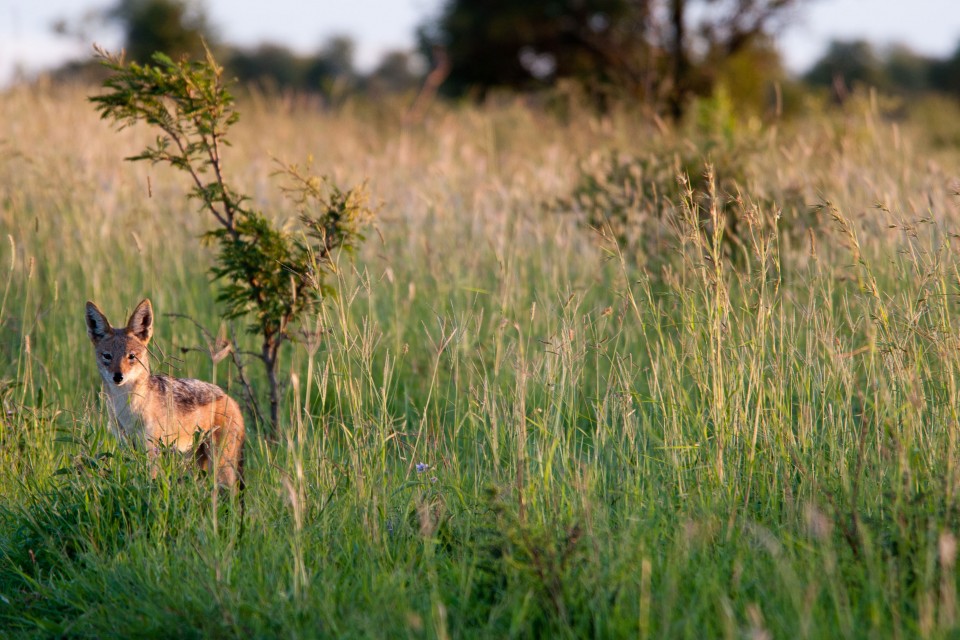 Kruger Safari - Black-backed jackal