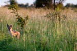 Kruger Safari - Black-backed jackal  by Chris Eason