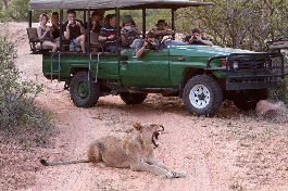 Budget Kruger Safari vehicle 