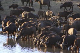 Kruger Safari, Big 5 buffalos  by Derek Keats