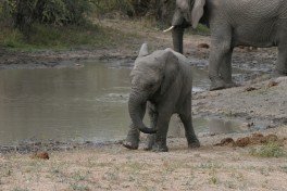 Tshukudu Reserve, Big 5 elephants  by Paul Williams