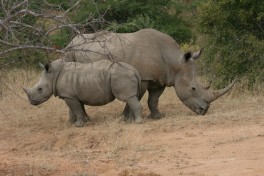 Big 5 Tshukudu Reserve, rhinos  by Paul Williams