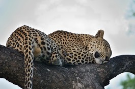 Big 5 Kruger Safari, leopard  by Joe Turco