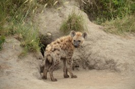 Budget Kruger Safari, hyena  by Joe Turco
