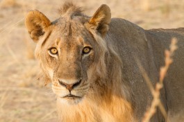 Lion in South Luangwa Park  by Richard Toller