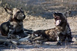 Wild dogs of South Luangwa  by Robin Cafolla