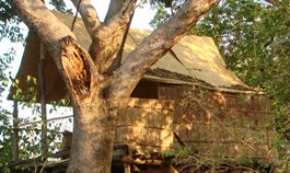 Tree bushcamp 