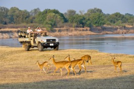 South Luangwa River puku 