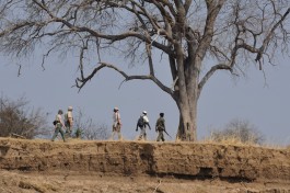 Walking safari 