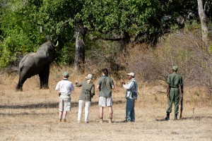 Zambia Walking Safari with elephant