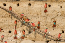 Carmine bee-eaters  by Richard Toller