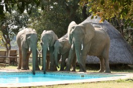 Elephants at pool 