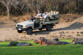 South Luangwa hippo 