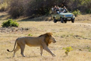 Game drive with lion
