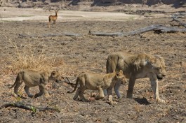 South Luangwa lions  by Lip Kee Yap