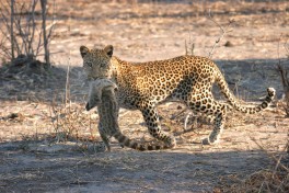 Chobe kill 