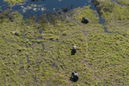 Delta elephants aerial view 