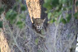 Moremi Leopard 
