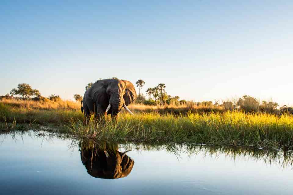 Moremi Elephant