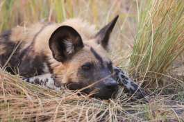 Wild dog Okavango Delta 