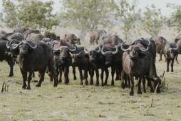 Buffalo Okavango Delta  