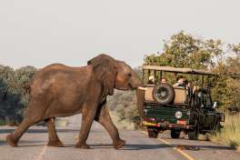 Chobe Game Drive 