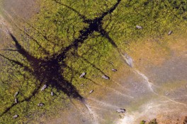 Delta landscape 