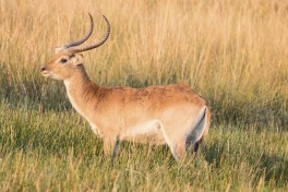 Letchwe Okavango Delta 