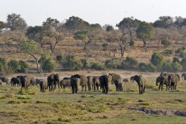 Chobe elephants  by Andries3
